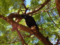 Corvus orru