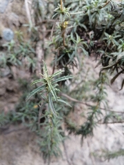 Calceolaria thyrsiflora