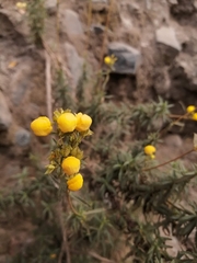 Calceolaria thyrsiflora