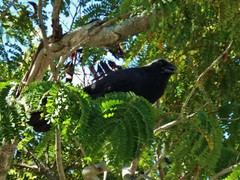 Corvus orru