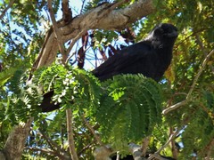 Corvus orru