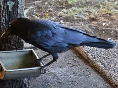 Corvus orru