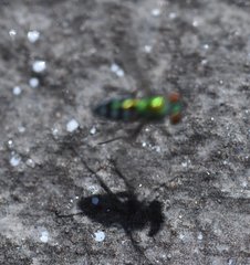 Condylostylus pruinosus