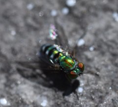 Condylostylus pruinosus