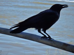 Corvus orru