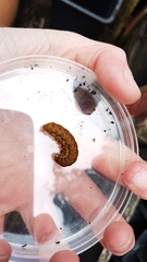 Noctua fimbriata