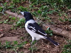 Cracticus nigrogularis