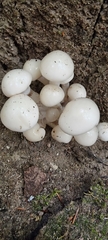 Oudemansiella mucida
