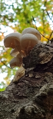 Oudemansiella mucida