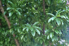Dillenia indica