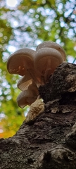 Oudemansiella mucida