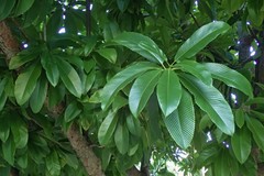 Dillenia indica