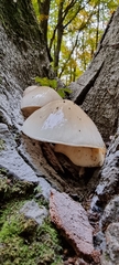 Oudemansiella mucida