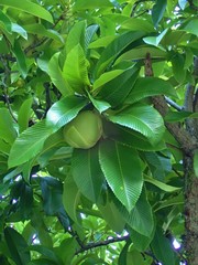 Dillenia indica