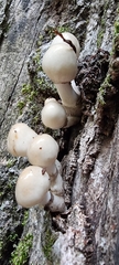 Oudemansiella mucida