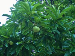 Dillenia indica