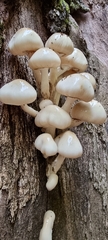 Oudemansiella mucida