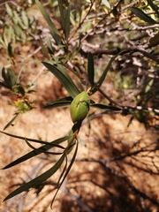 Colliguaja integerrima