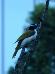 Entomyzon cyanotis