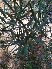 Colliguaja integerrima