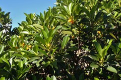 Ficus