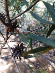 Colliguaja integerrima