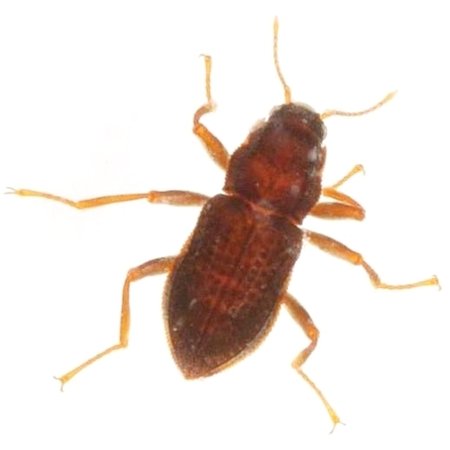 Small Riffle Beetle