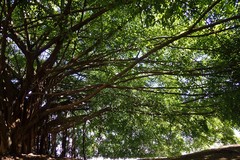 Ficus
