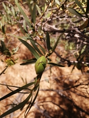 Colliguaja integerrima