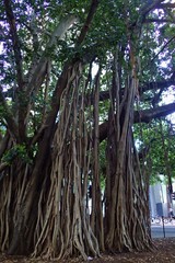 Ficus