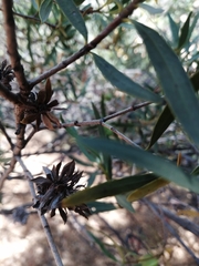 Colliguaja integerrima