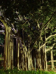 Ficus