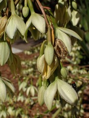 Furcraea