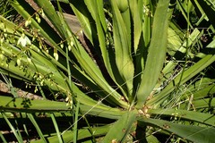 Furcraea
