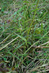 Trifolium alexandrinum