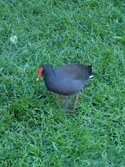 Gallinula tenebrosa