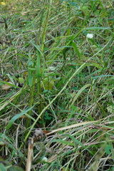 Trifolium alexandrinum