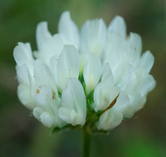 Trifolium alexandrinum