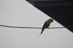 Brotogeris tirica
