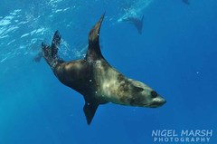 Arctocephalus pusillus