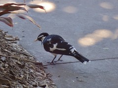 Grallina cyanoleuca