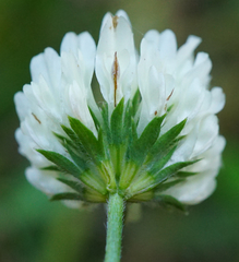Trifolium alexandrinum