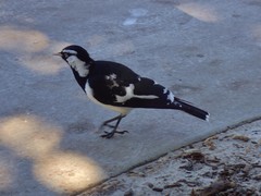 Grallina cyanoleuca