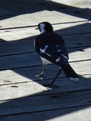 Grallina cyanoleuca
