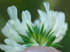 Trifolium alexandrinum