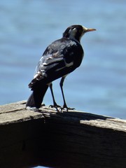 Grallina cyanoleuca