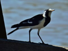 Grallina cyanoleuca