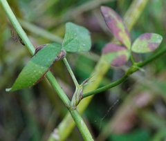 Trifolium alexandrinum