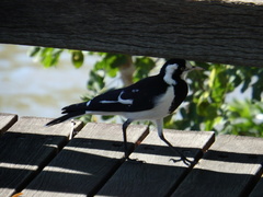 Grallina cyanoleuca