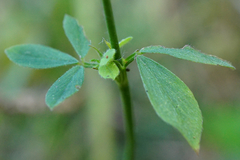 Trifolium alexandrinum